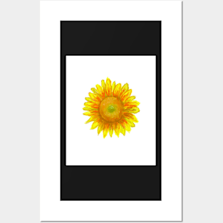 Sun Flower Posters and Art